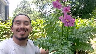 How to grow Hardy Gloxinia Incarvillea delavayi [upl. by Pirozzo]