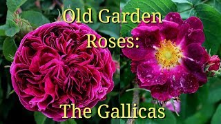 Old Garden Roses The Gallicas [upl. by Sert744]