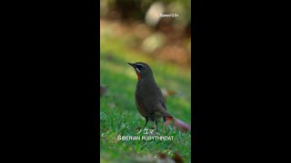 ノゴマ Siberian rubythroat [upl. by Fleece]