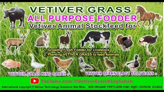 FOOD SECURITY solutions for ANIMAL ORGANIC STOCK FEED SUPERFOOD VETIVER GRASS  BIOMASS 4 HYDROCHAR [upl. by Gardas]