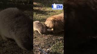 Adorable Wombat Moments 🐾😍  Cutest Wombat Videos Compilation animals wombat cute compilation [upl. by Lemor]