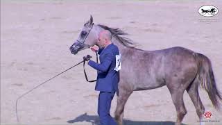 N 136 HAMAT AL KHASHAB ERAB Arabian Horse International Show Yearling Fillies Class 3D [upl. by Miarhpe200]