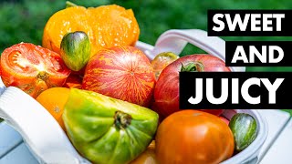 My favorite heirloom tomato varieties AND how I know when they’re ripe [upl. by Adyol]