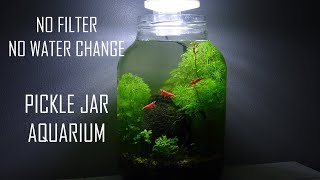 PICKLE JAR AQUARIUM  NO WATER CHANGES  No filter no heater walstad planted ecosystem [upl. by Cybill]