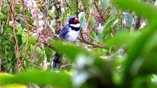 Masked Saltator Saltator cinctus Rio Blanco Reserve Central Andes endemic tours colombia [upl. by Nowell]