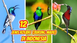 12 Jenis Burung Kolibri Yang Paling Bagus Di Indonesia [upl. by Aihsinyt732]