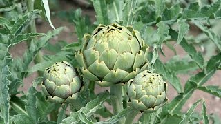 How to Grow Artichokes Start to Finish  Complete Growing Guide [upl. by Courtney]