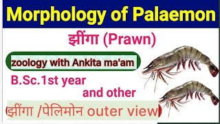 palaemon  prown jheenga झींगा prowns zoologypractical biology practical [upl. by Burnett]