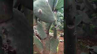 Cactus old tree powder cactusfruit fruitcutting fruit cactusflower farming cactusgarden [upl. by Kcirdnekel53]