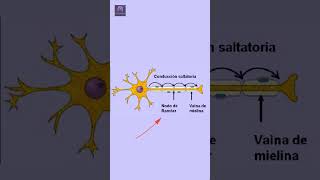 ¡Descubre el papel clave de la mielina en tu cerebro 🧠⚡neurociencia curiosidades psicologia [upl. by Nelly]