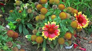 Blanket Flower Gaillardia [upl. by Lybis874]