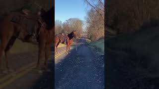 ingrate horse leaving owner lol [upl. by Kennith]