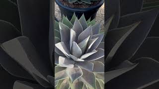 Mangave Híbrido de Agave spp y Manfreda spp hybrid punknacional mangave gardening plants [upl. by Aehcsrop251]