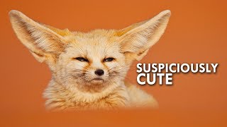 Is the Fennec Fox really a fox [upl. by Rekoob]