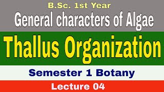 Algae  Thallus Organisation  General characters of algae BSc1st Year Sem 1 SGBAU [upl. by Adohr]