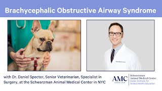 Breathing problems in flatfaced brachycephalic dogs and cats  and how theyre treated [upl. by Channing]