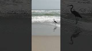 Fishing on Melbourne Beach heron beach floridaparadise fishinglife fishing [upl. by Zulch]