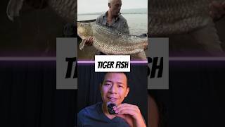 Tiger Fish fish tigerfish rivermonsters wildlife wildanimal shorts youtubeshorts [upl. by Earle]