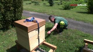 Wild bees given homes in Swiss cities [upl. by Otiv]