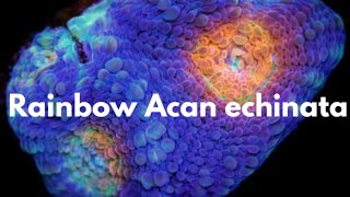 Rainbow Acan echinata [upl. by Gnes6]