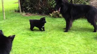 Groenendael puppies playing [upl. by Harbour790]