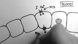 Thyroid Hormone Production [upl. by Aizek]