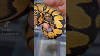 Orange Dream is awesome 👌 pythonregius royalpythons exotics python reptiles exotics pets [upl. by Nickey658]