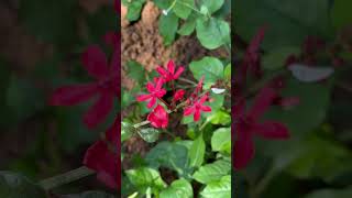 Flowers of Plumbago indica [upl. by Ytram]