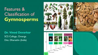 Salient Features amp Classification of Gymnosperms by Dr V D Devarkar [upl. by Nivlen]