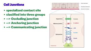 Extracellular matrix and cell cell interaction [upl. by Slorac]