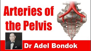 Arteries of the Pelvis Dr Adel Bondok [upl. by Aya]