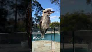 The CUTEST 1 Minute of a Baby Kookaburra Bird 😍 [upl. by Neilson]