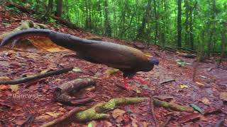 Male Great Argus on his display area at Bukit Lawang Gunung Leuser National Park Sumatra [upl. by Hardigg632]