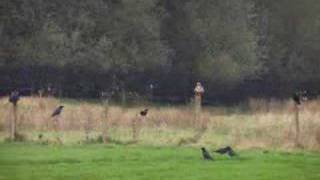 Red Kites amp Buzzards etc flying amp feeding at Gigrin Farm [upl. by Bronwyn952]