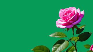 Pink rose plant green screen no copyright  Flower green screen video [upl. by Anderer]