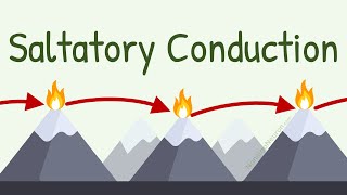 Saltatory Conduction with Analogy of Lighthouse [upl. by Oech849]