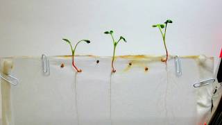 Time Lapse of Radish Seeds  White Background [upl. by Anitsua]