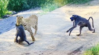 Leopard Pulls Off Perfect Ambush on Baboon  But they Fight Back [upl. by Atinahs]