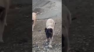 kangalköpekleri kangal kangaldogs dog dogs doglover pitbulldog pitbull pitbulldogvideo 10k [upl. by Anhoj948]