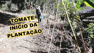 começando plantação de tomate aqui na chácara plantando sementes direto no local definitivo [upl. by Terrijo]