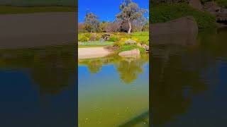 japanesegarden cowra nsw australia [upl. by Nimajnab]