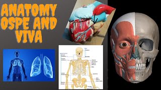 Anatomy Viva And Ospe  Practical in Medical College  Anatomy Practical  Practicals in KMDC [upl. by Neevan877]