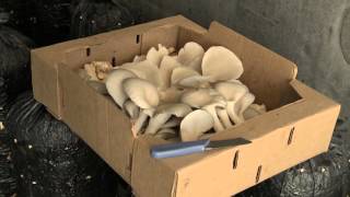 California Home Grown Mushroom Kits [upl. by Dehsar]