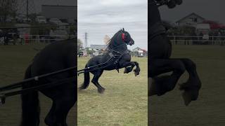 stallion horse bighorse horselover cai youtubeshorts subscribe commentshow [upl. by Teragramyram]