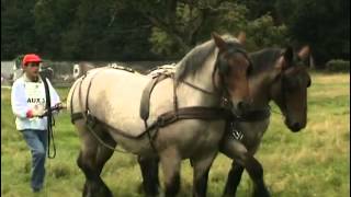 Les chevaux de trait  lAuxois [upl. by Ulane]