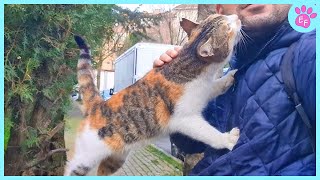 When a stray Cat picks you its for life 🧡 Cat and Human Moments [upl. by Dannye]