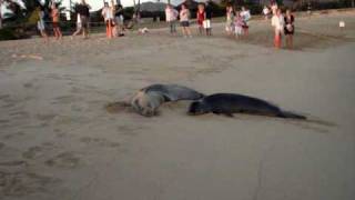 Hawaiian Monk Seals mother and baby [upl. by Tra700]