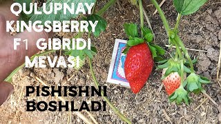 Kingsberry Pishishni Boshladi Doni O‘ta Yirik 70 80 grm [upl. by Analle872]