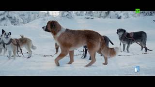 LA LLAMADA DE LO SALVAJE  Clip quotNuevo perro líderquot  YA EN CINES [upl. by Gerrit848]