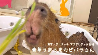 青草うまうまカピバラさん  yummy capy 【アニタッチ アクアシティお台場】 [upl. by Anisamot]